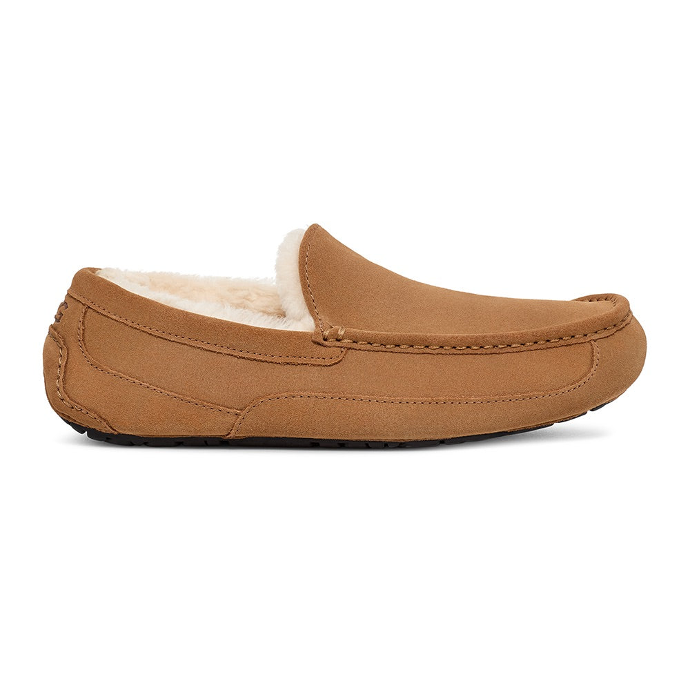 Men's Ascot (Chestnut) side